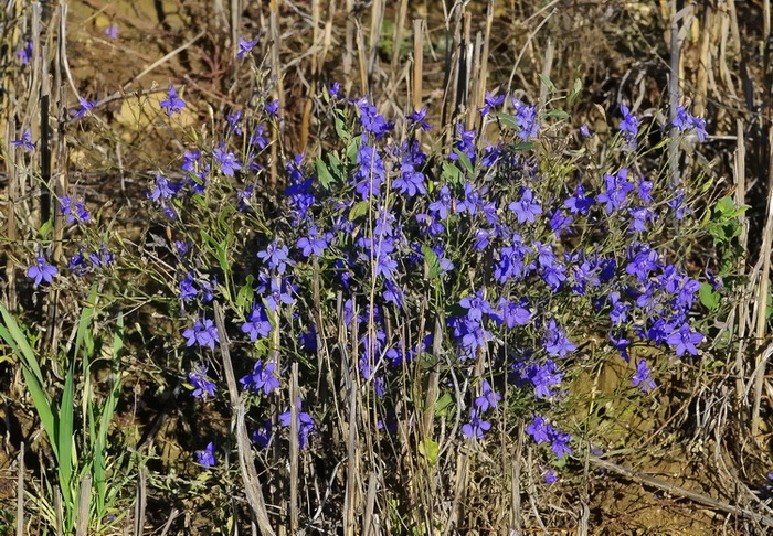 Delphinium consolida / Speronella consolida